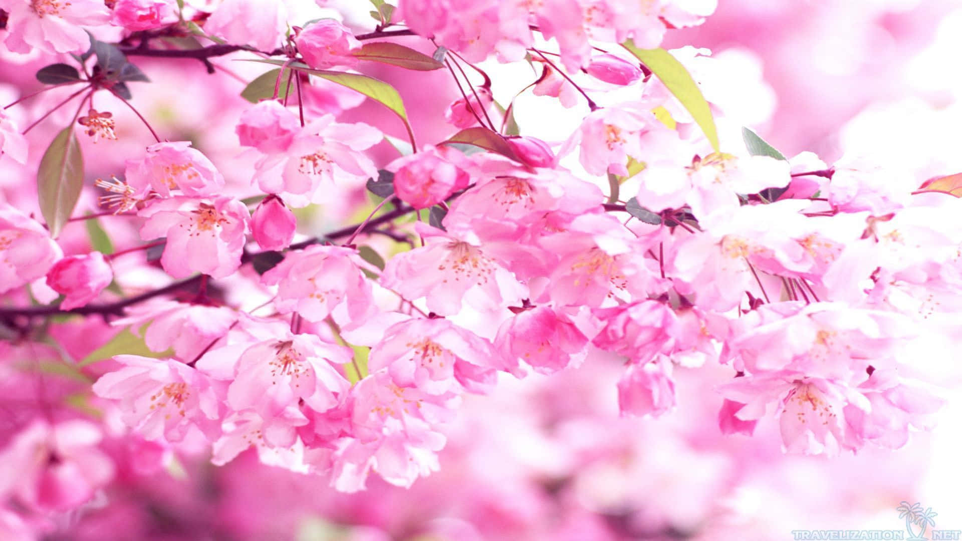 Pink Flowers On A Tree Branch Wallpaper