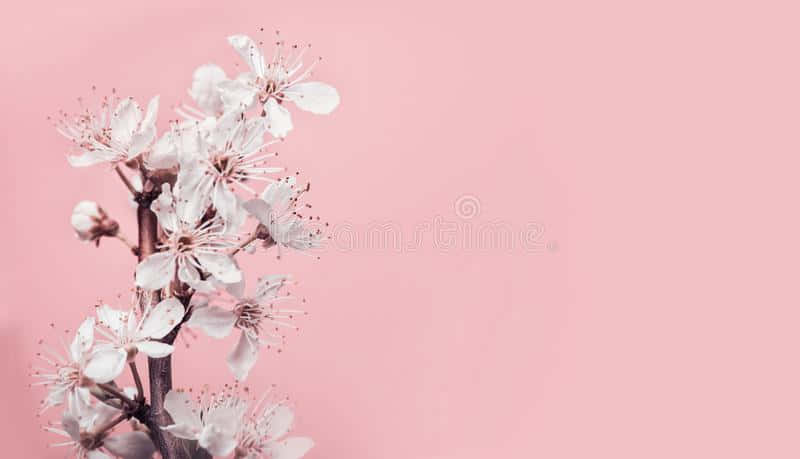 Nydforårets Friskhed Med Dejligt Lyserødt Kirsebærblomster-tapet. Wallpaper