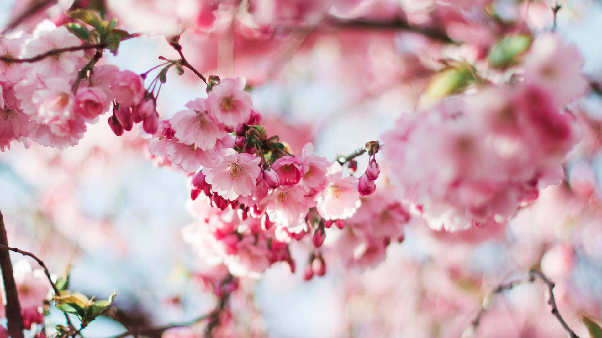En følsomme rosa kirsebærblomst gren i blomst Wallpaper