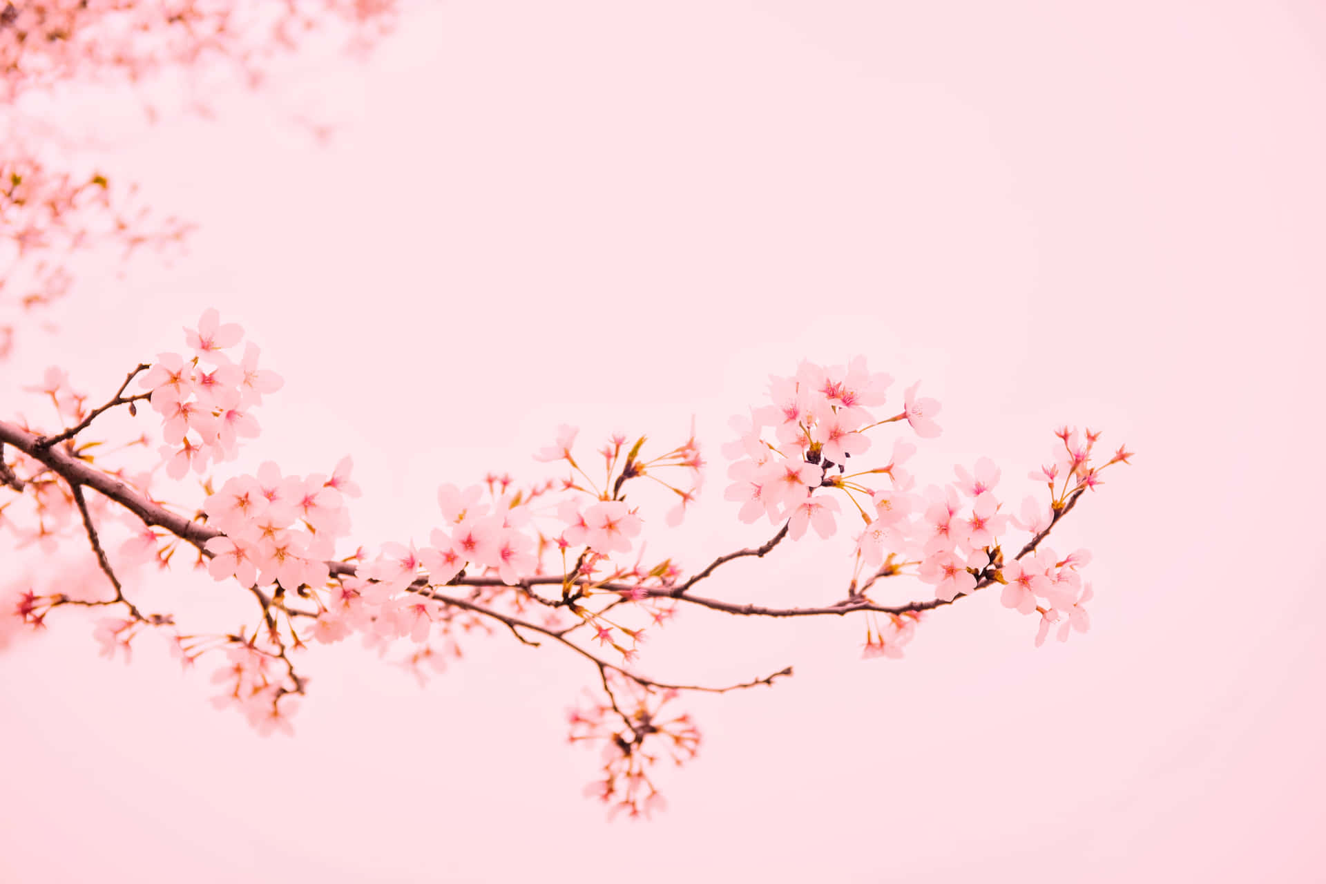 Florecela Belleza: Una Vista Espectacular De Flores Rosadas De Cerezo. Fondo de pantalla
