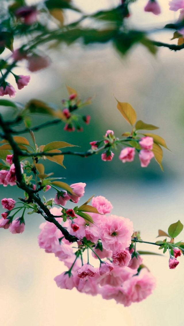 Pink Cherry Blossom Apple Flower Wallpaper