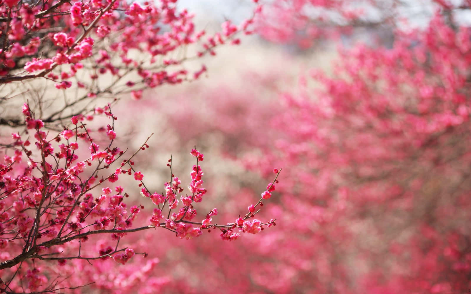 A dreamy landscape of a pink cherry blossom tree Wallpaper