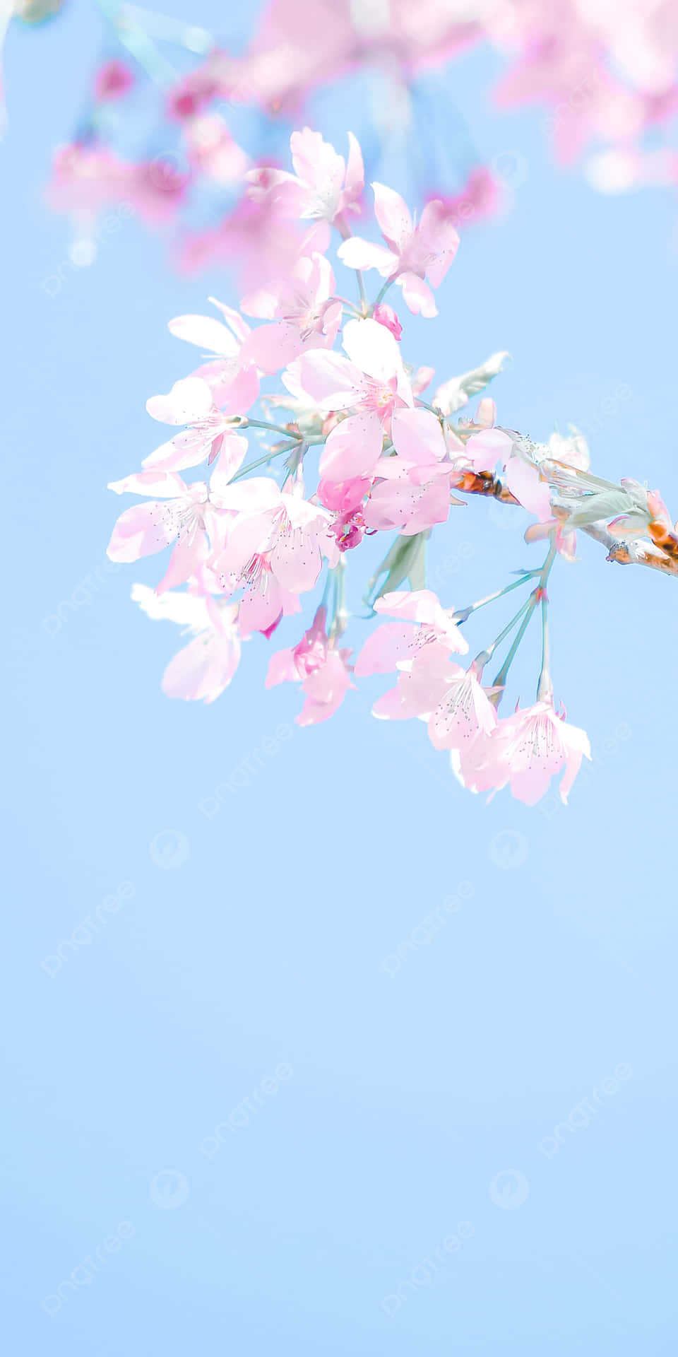 Pink Cherry Blossom Branch in the Spring Wallpaper