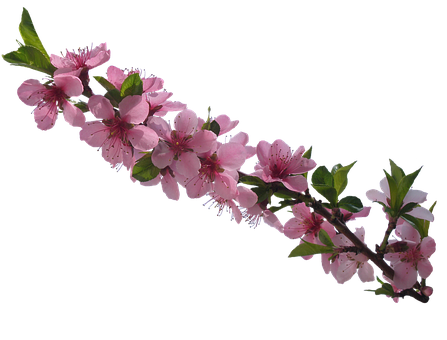 Pink Cherry Blossom Branch PNG