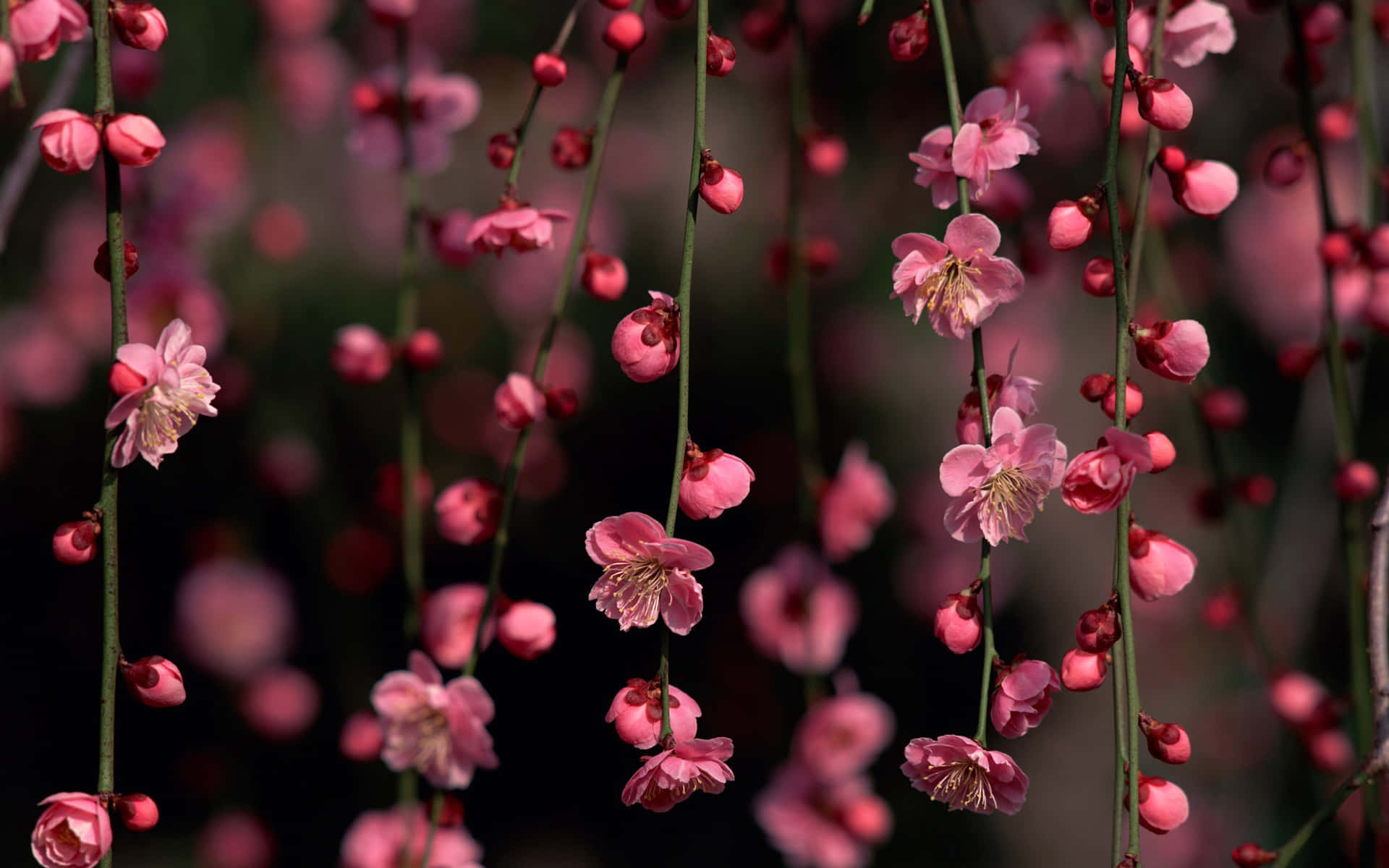 Japan i foråret med fascinerende skønhed af rosa kirsebær træer. Wallpaper