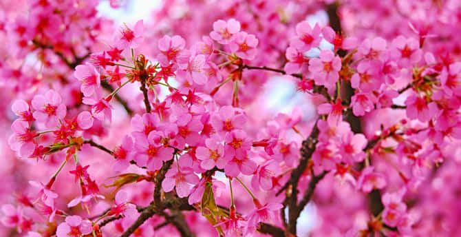 "A beautiful background of pink cherry blossoms" Wallpaper