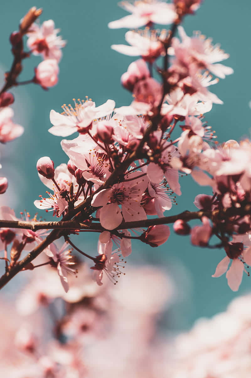 Njutav Vårens Skönhet Med Ömtåliga Rosa Körsbärsblommor. Wallpaper