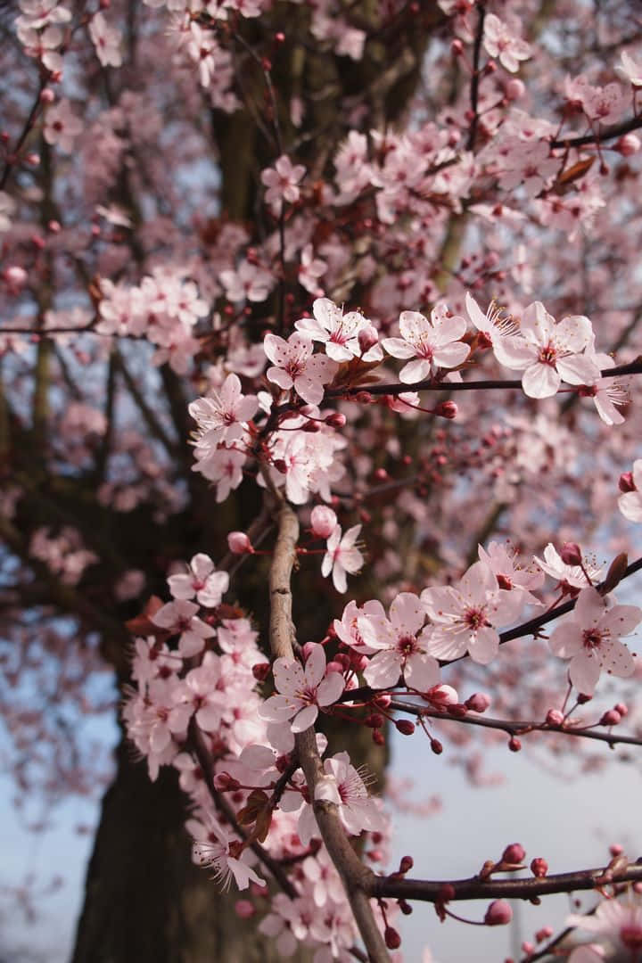 Schönerosafarbene Kirschblütenbäume In Einer Sonnigen Outdoor-umgebung. Wallpaper