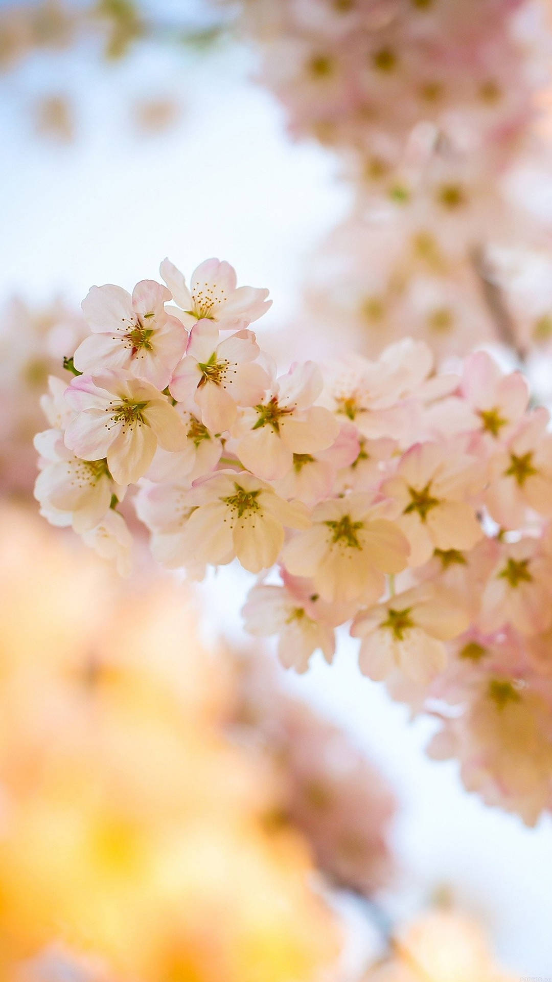 Pink Cherry Blossom Flower Iphone Wallpaper
