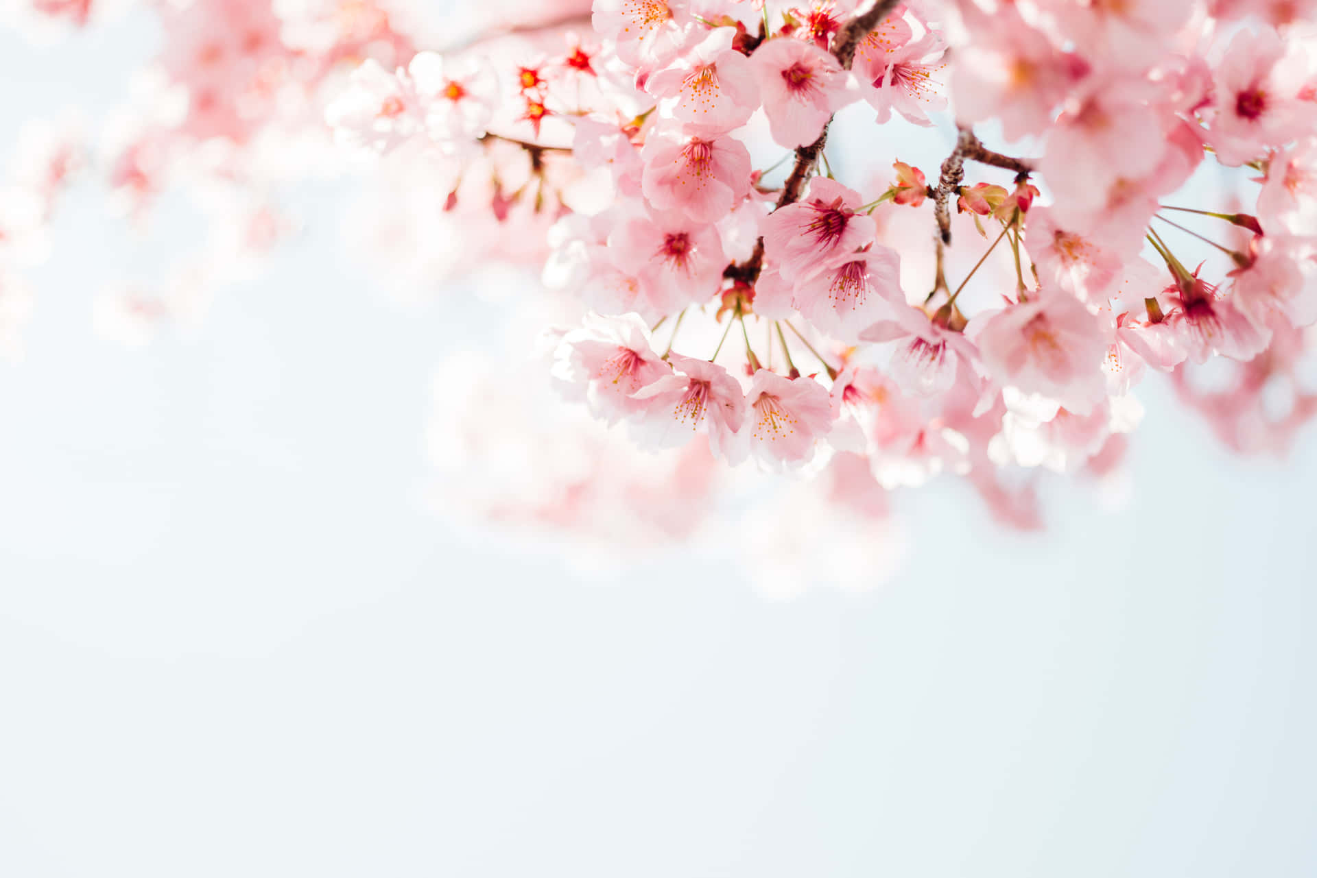 Vackerrosa Körsbärsblommande Träd I Full Blomst. Wallpaper