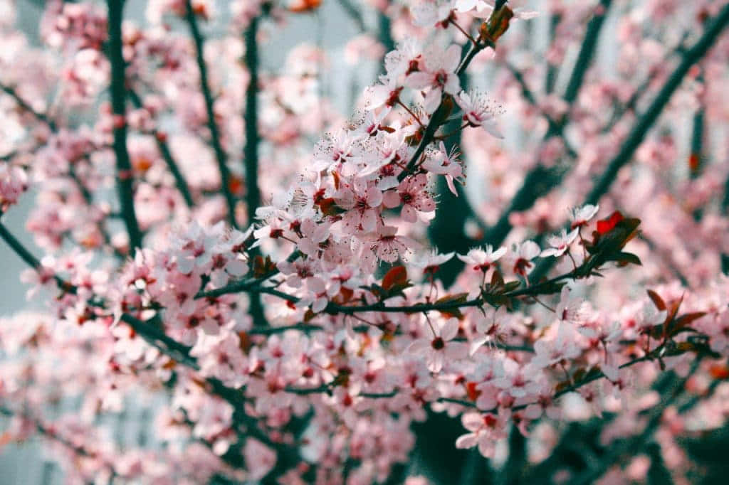 Lasflores De Sakura Aportan Un Color Vibrante A La Primavera. Fondo de pantalla