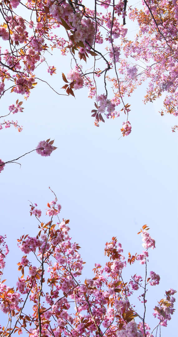 The beauty of springtime, as seen in pink cherry blossoms. Wallpaper