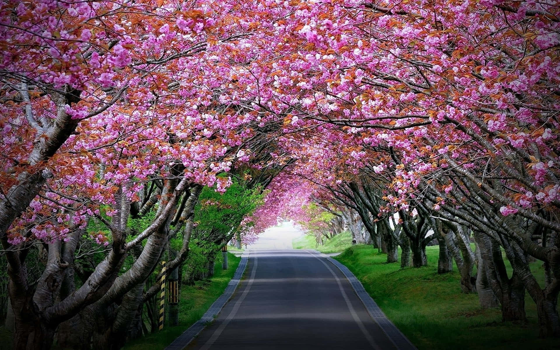 En vej kantet med pink blomster Wallpaper