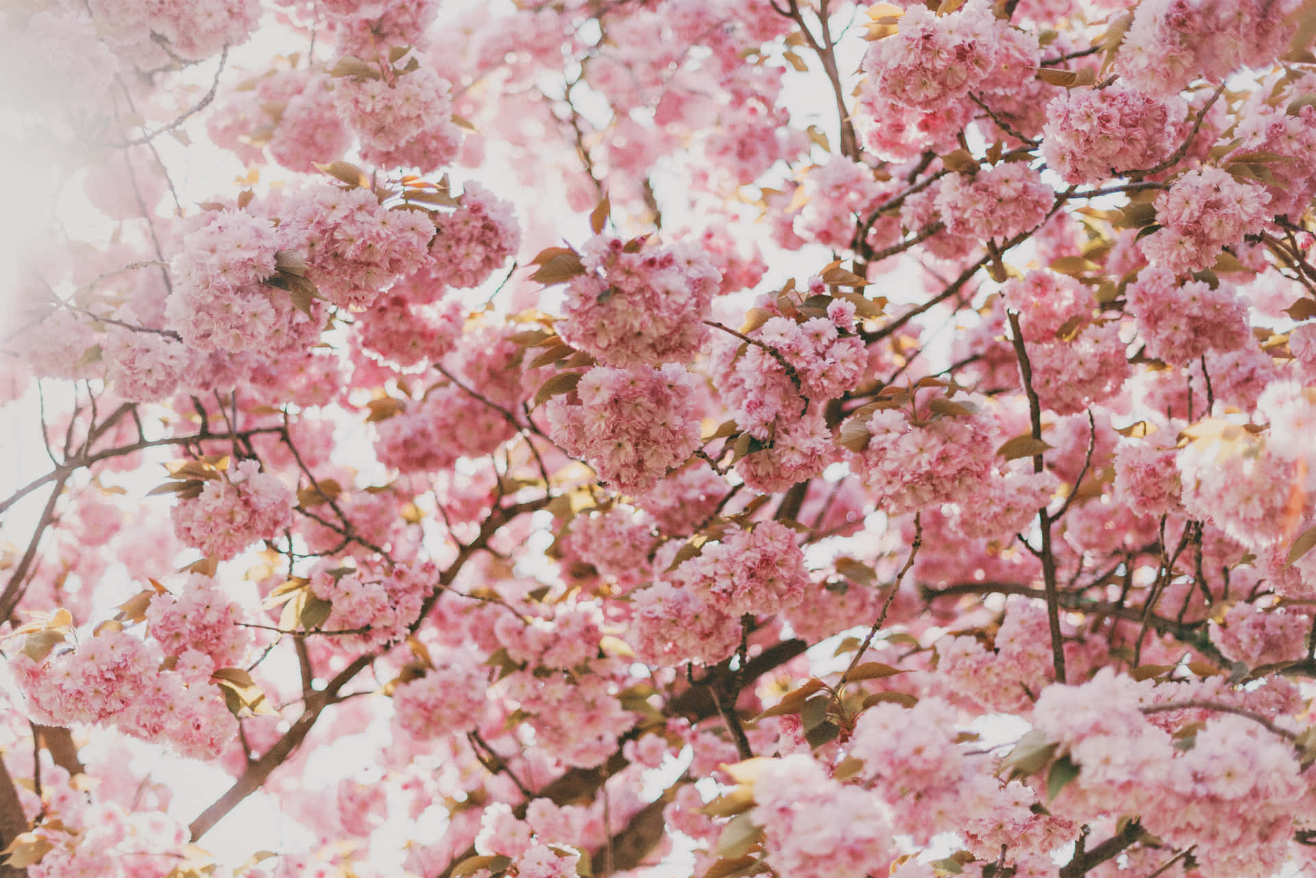 A peaceful and beautiful pink cherry blossom tree Wallpaper