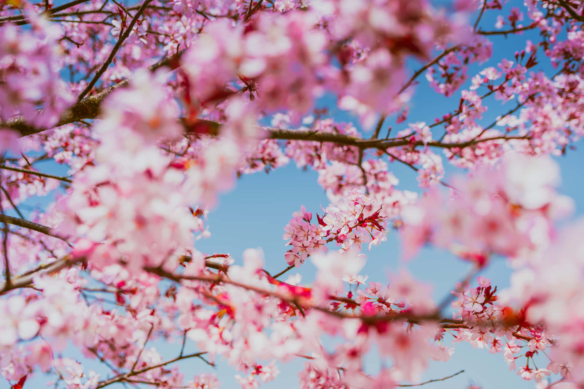Pink Cherry Blossom Picture