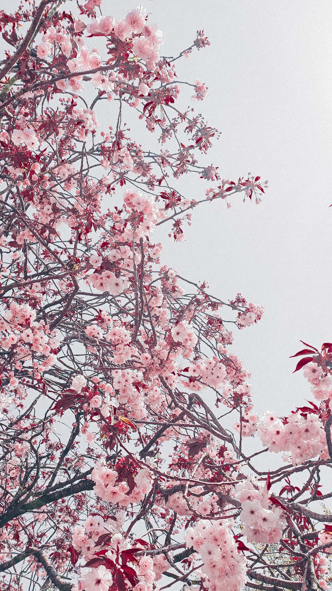 "A sea of pink cherry blossoms that stands as a symbol of growth and resilience." Wallpaper