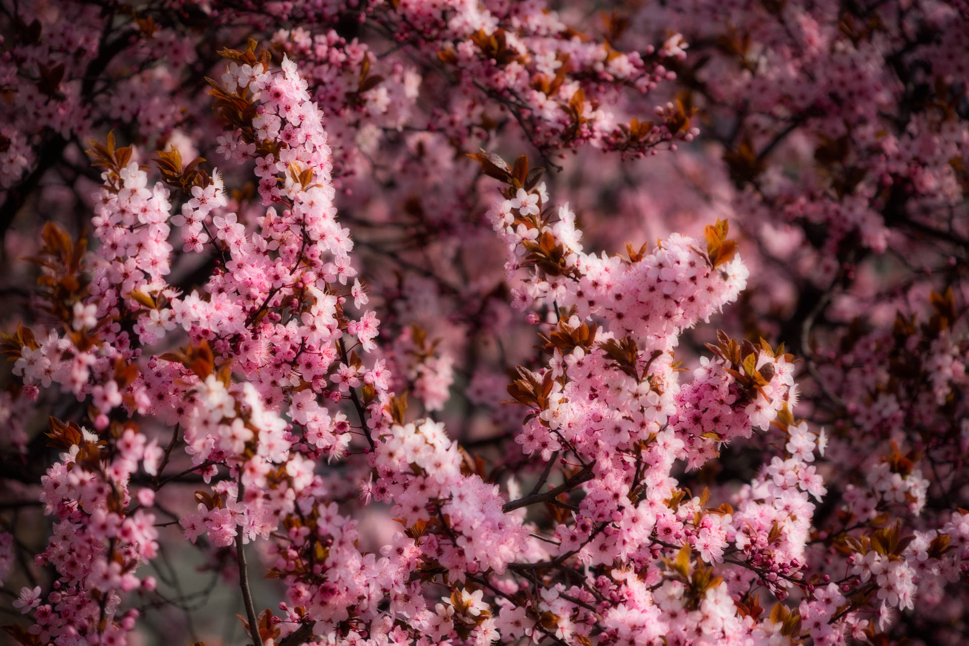 Pink Cherry Blossom Spring