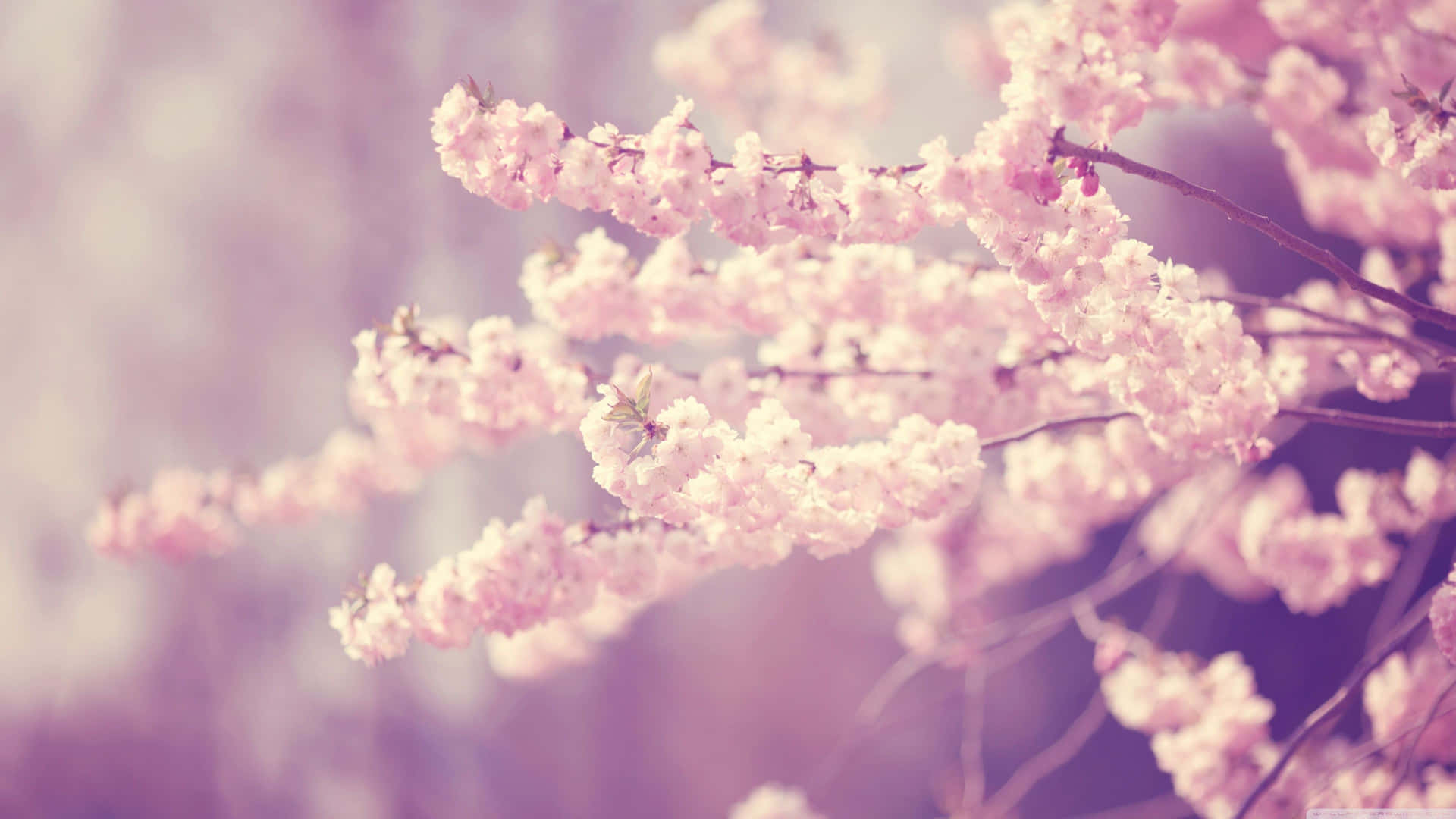Soft pink cherry blossom blooms among a vibrant spring landscape. Wallpaper