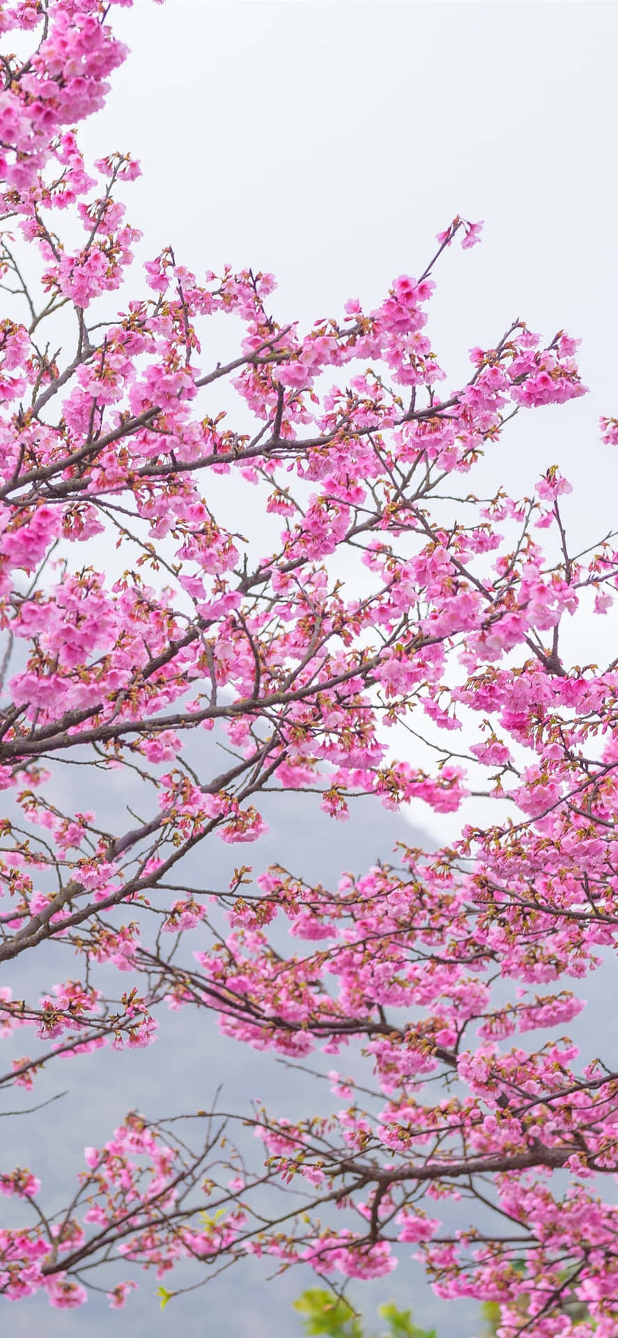 A perfect symbol of beauty and renewal, a pink cherry blossom stands tall in a garden Wallpaper