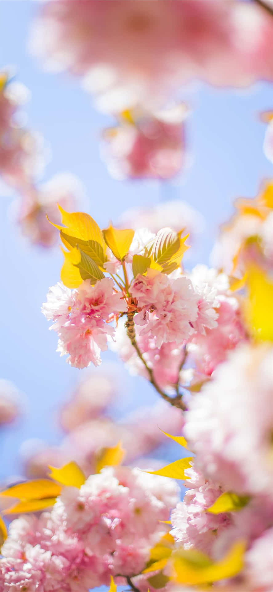 Fordele med Naturens Skønhed - Lysegule Kirsebærblomster Wallpaper
