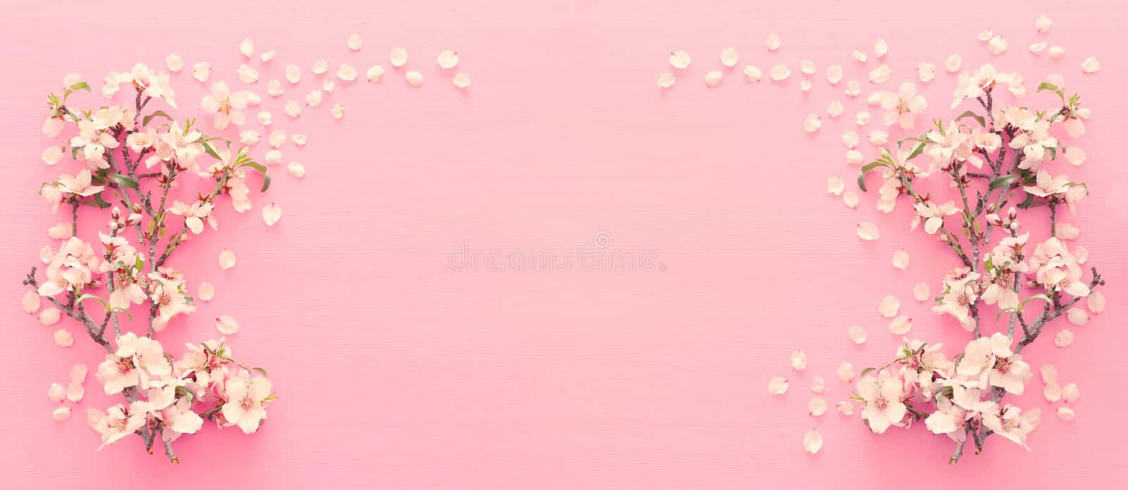 Einwunderschönes Feld Mit Rosa Kirschblütenbäumen Wallpaper