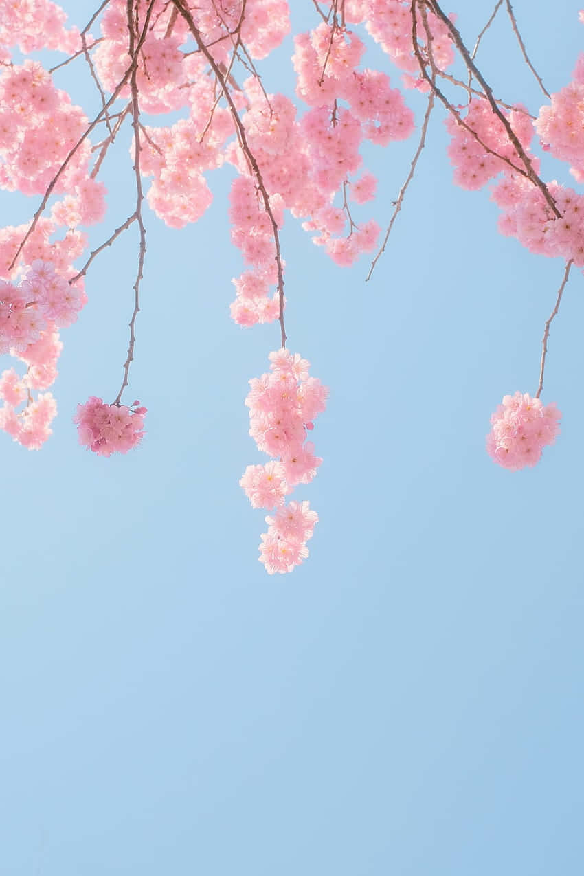 A beautiful pink cherry blossom tree against a clear sky. Wallpaper