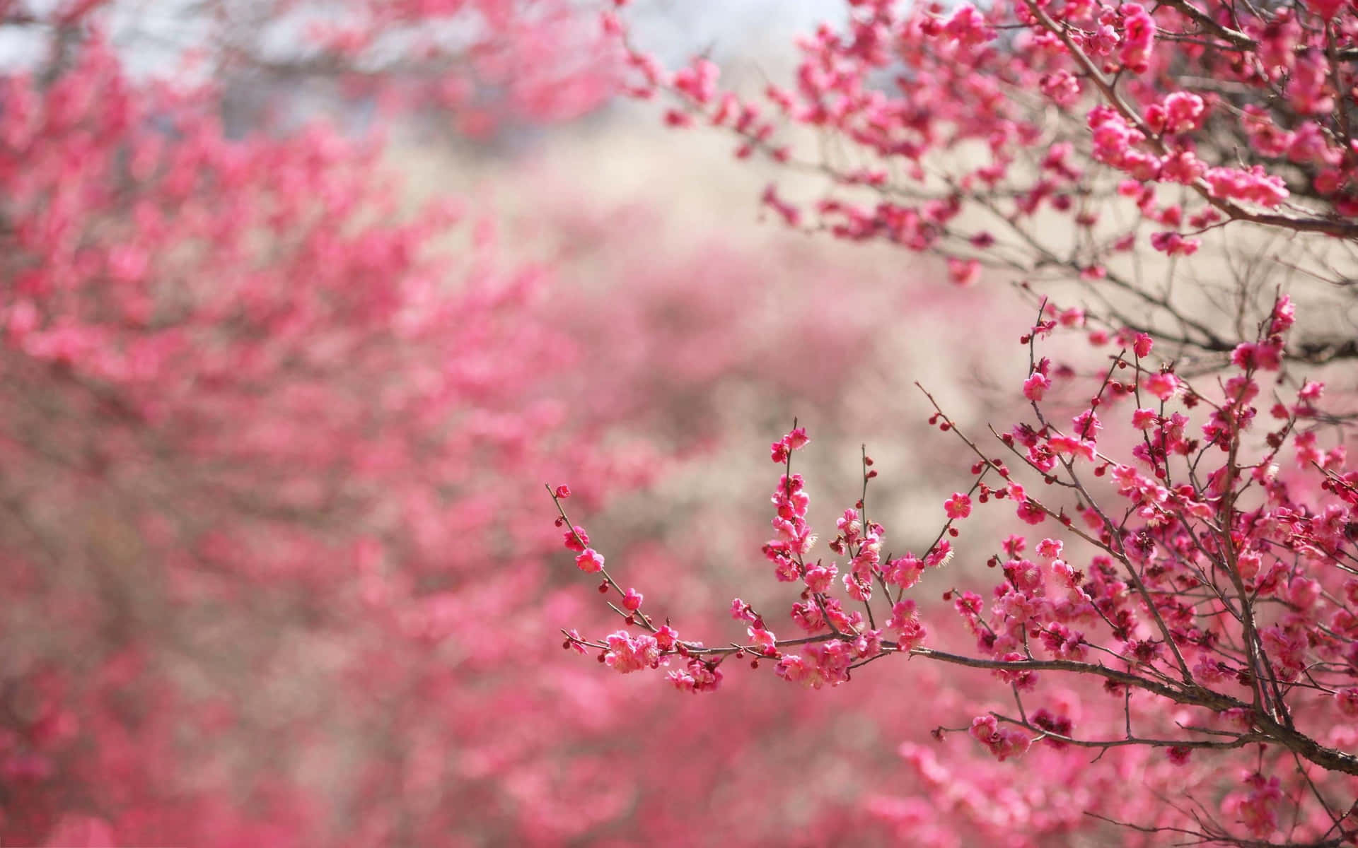 Beautiful pink cherry blossom tree in bloom Wallpaper