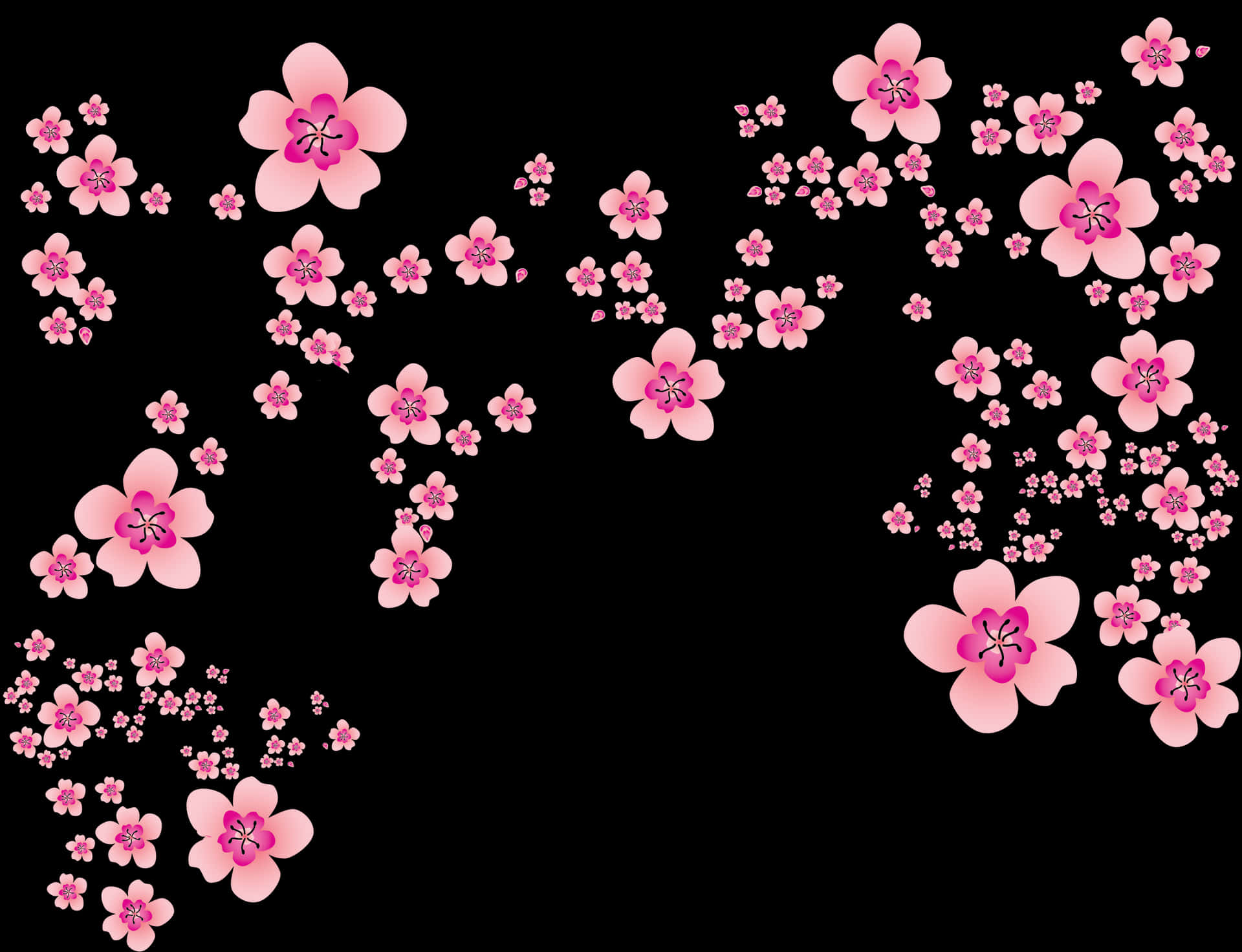 Pink Cherry Blossoms Black Background PNG