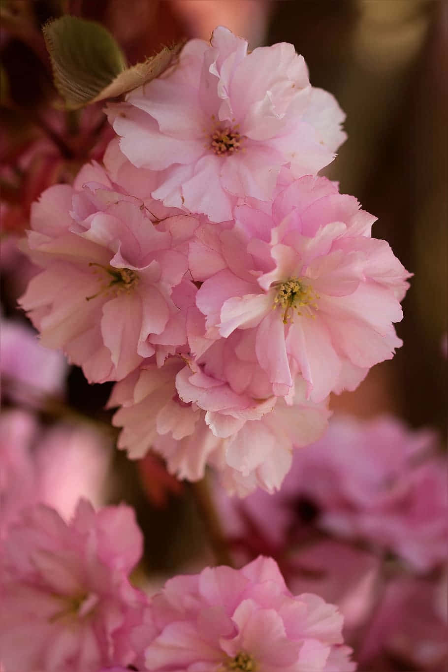 Pink Cherry Blossoms Closeup Wallpaper