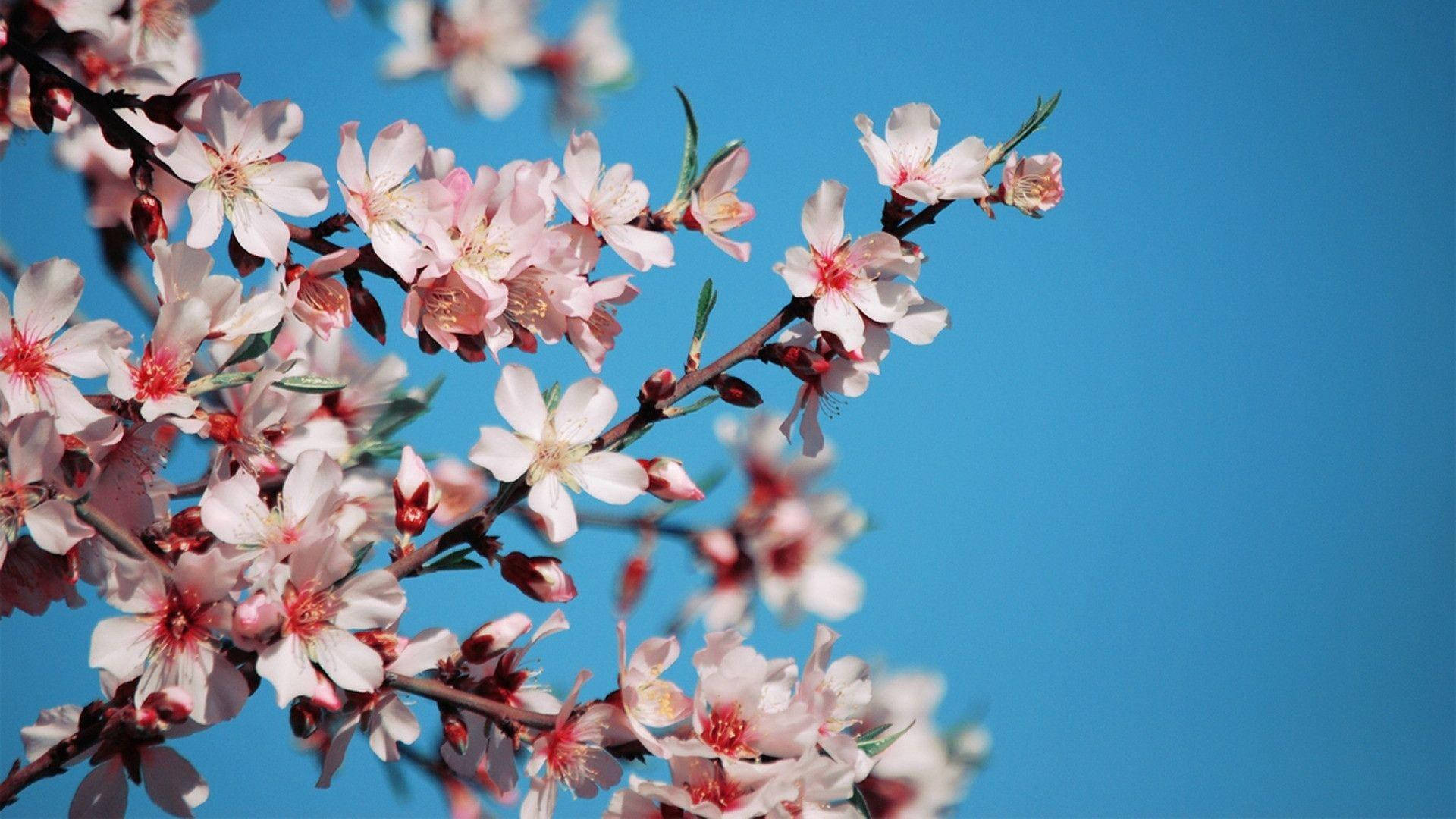 Pink Cherry Blossoms Under Blue Wallpaper