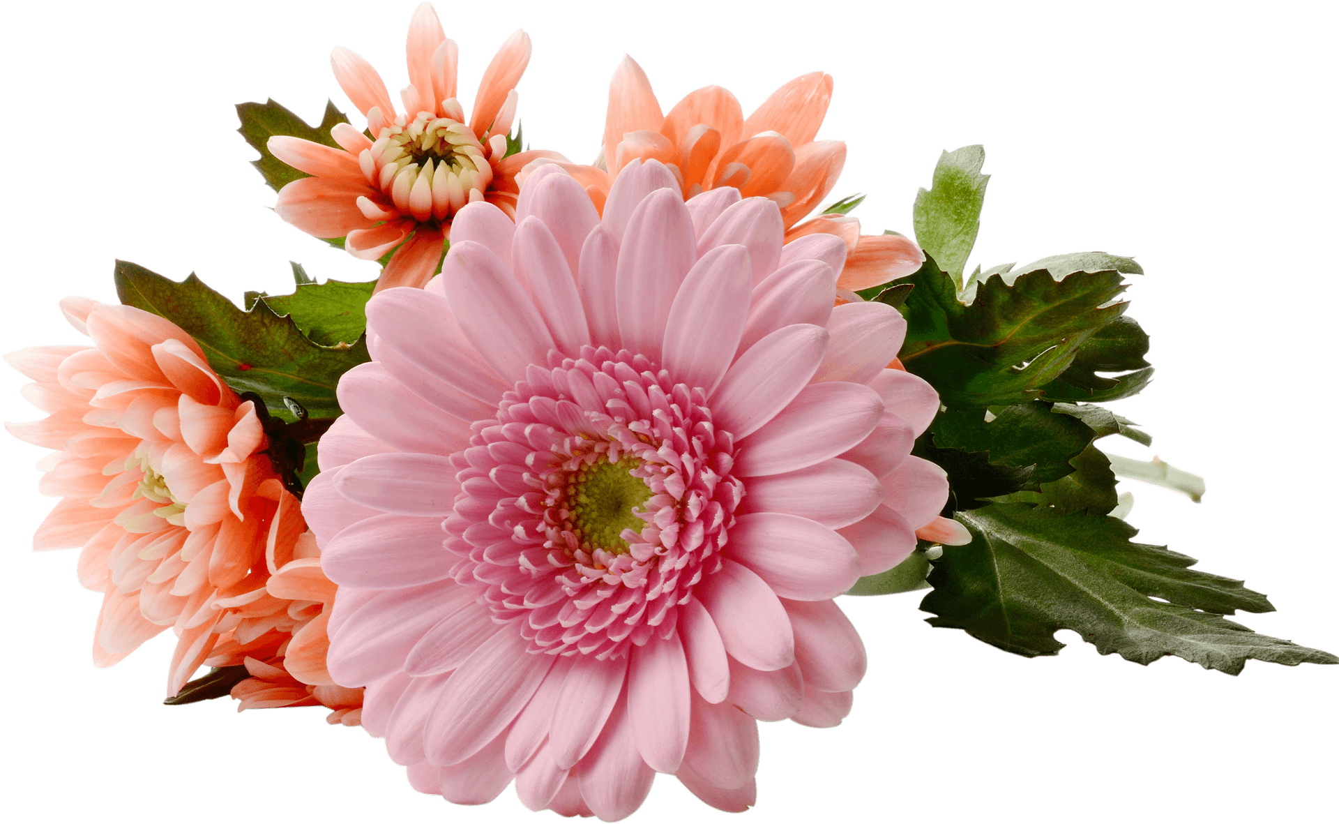 Pink Chrysanthemum Bouquet Transparent Background PNG