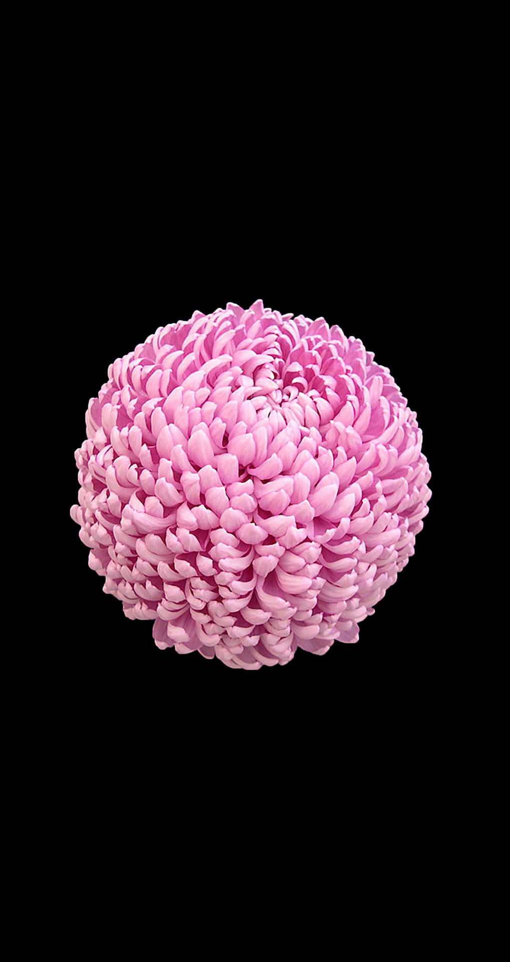 Pink Chrysanthemum Flower Apple Wallpaper