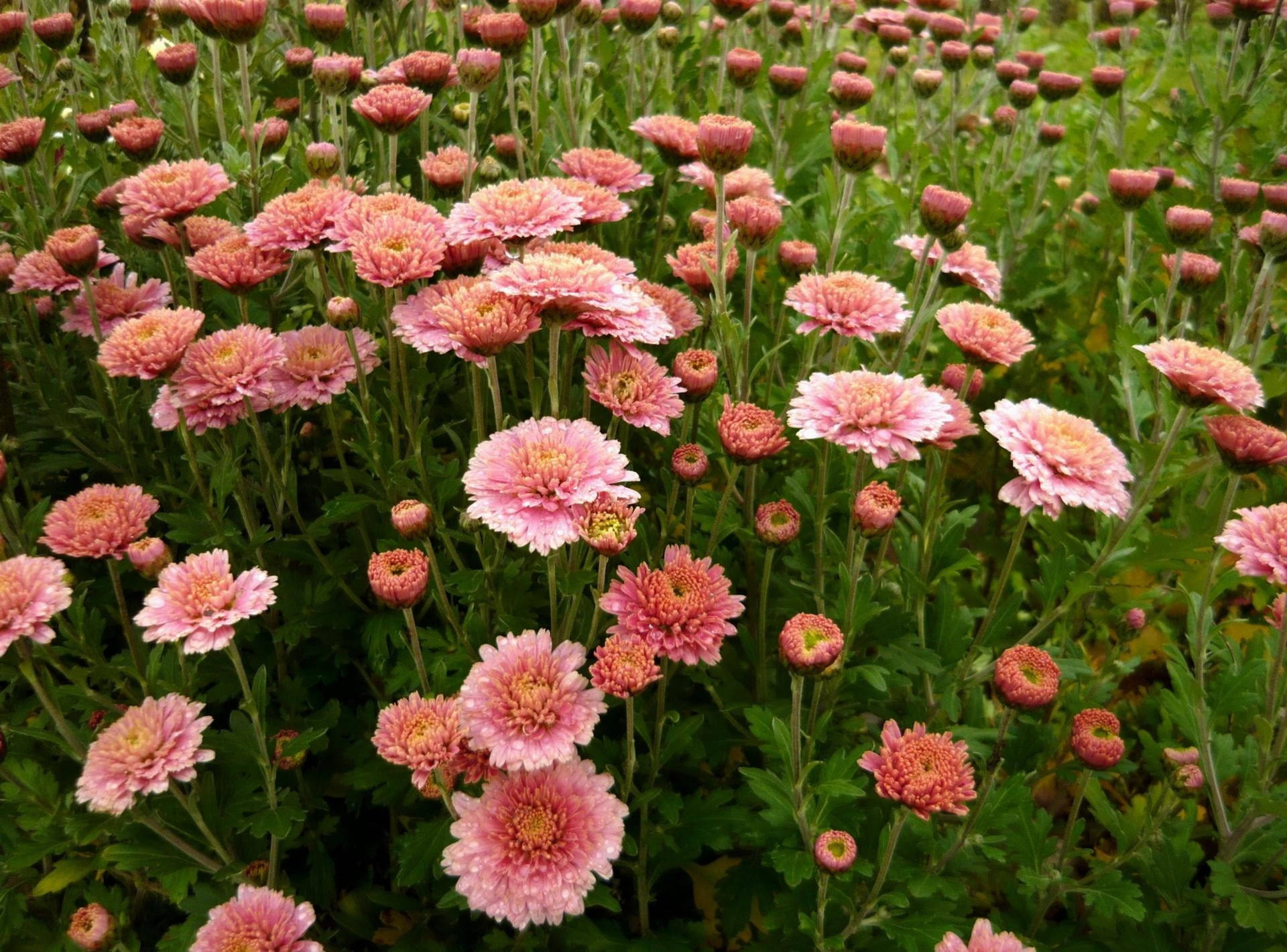 Pink Chrysanthemum Flower Field Wallpaper