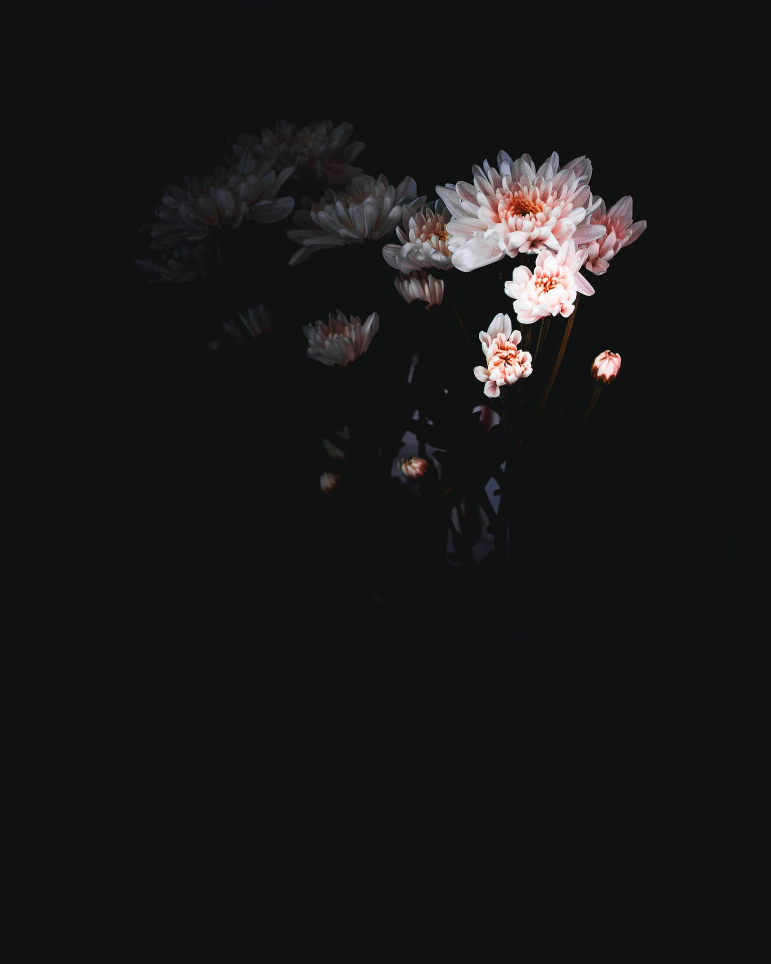 Pink Chrysanthemum Flowers Black Aesthetic Tumblr Iphone Wallpaper