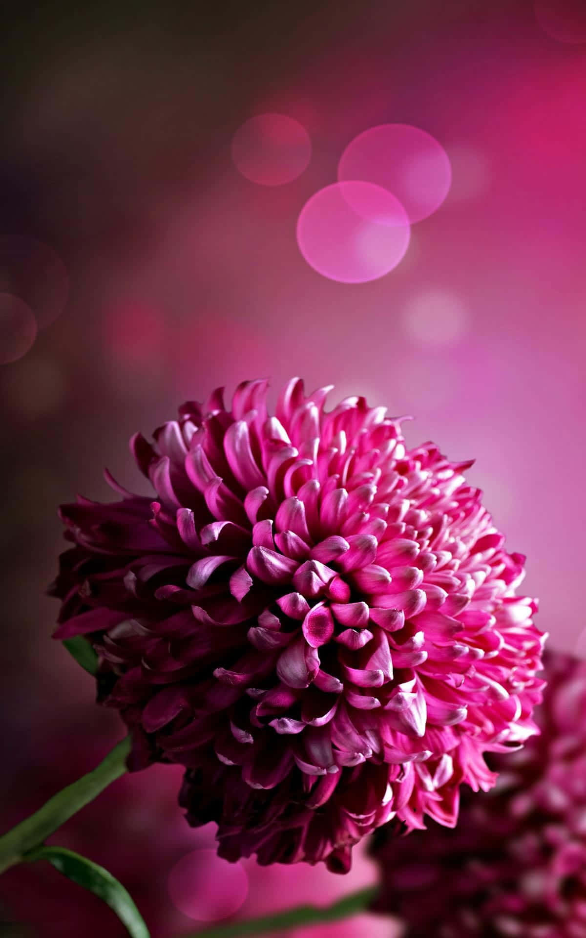 Vibrant Pink Chrysanthemums in Full Bloom Wallpaper