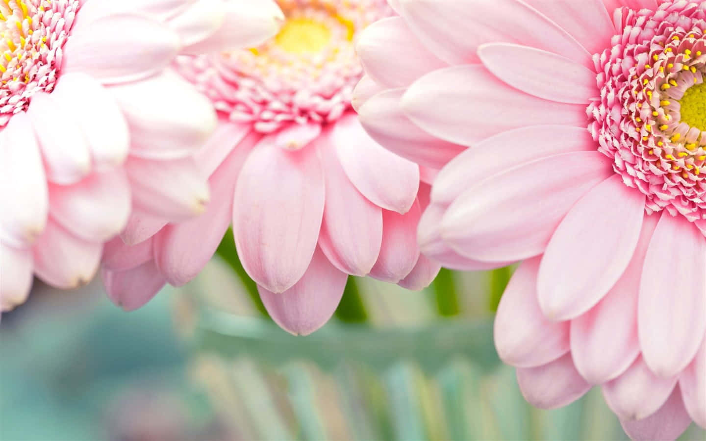 A Beautiful Close-Up of Pink Chrysanthemums in Bloom Wallpaper