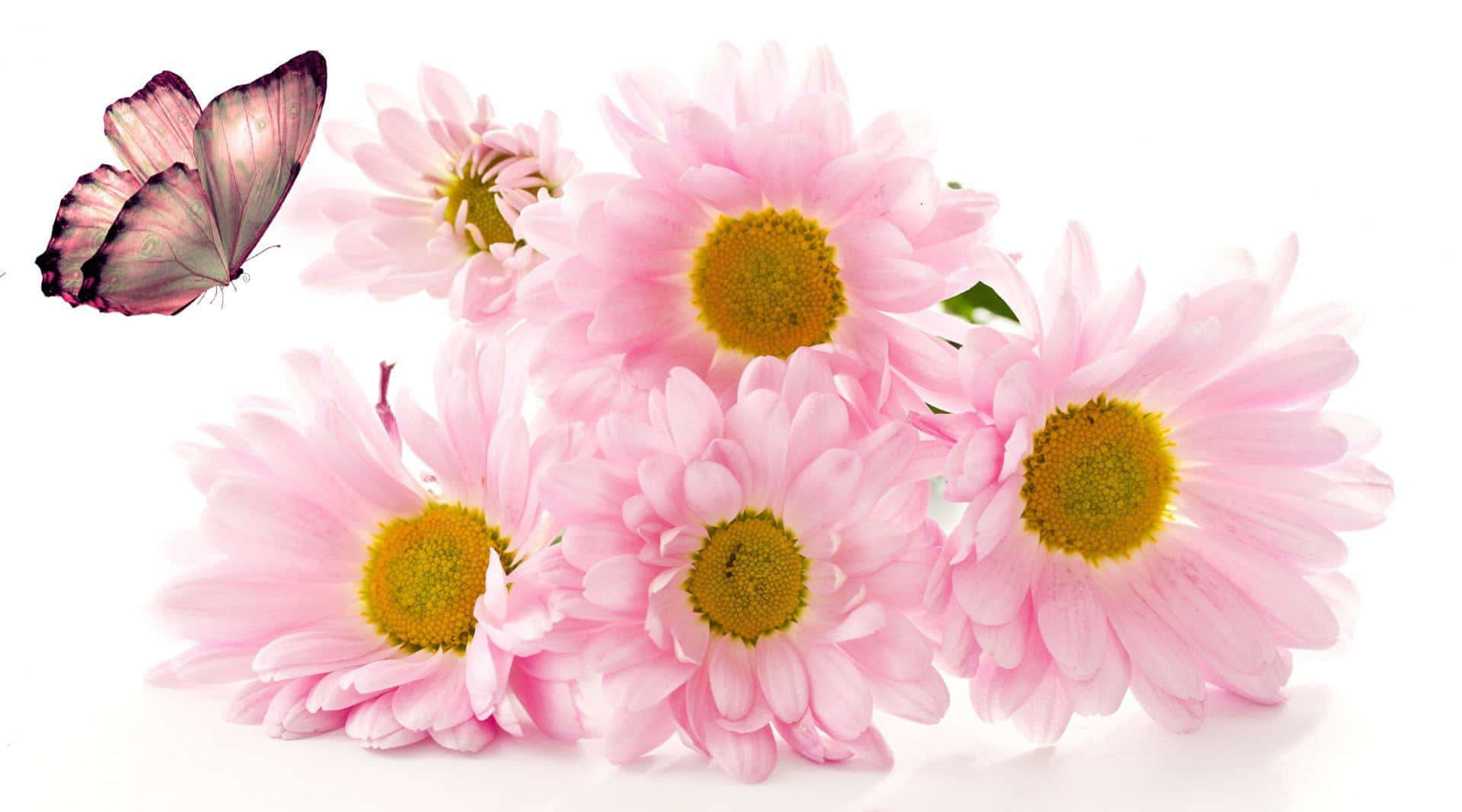 Elegant Pink Chrysanthemums in Full Bloom Wallpaper