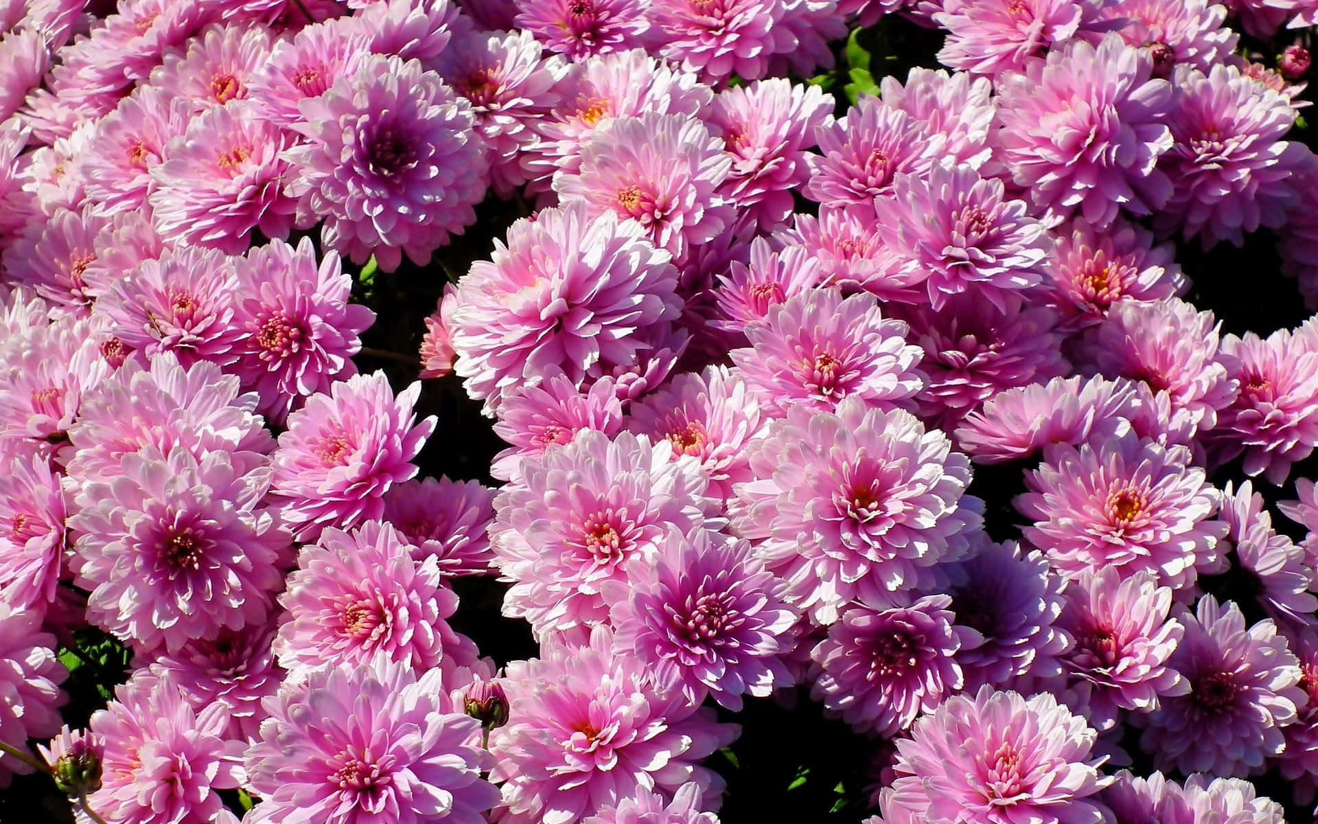 Títuloelegantes Crisantemos Rosados En Plena Floración. Fondo de pantalla