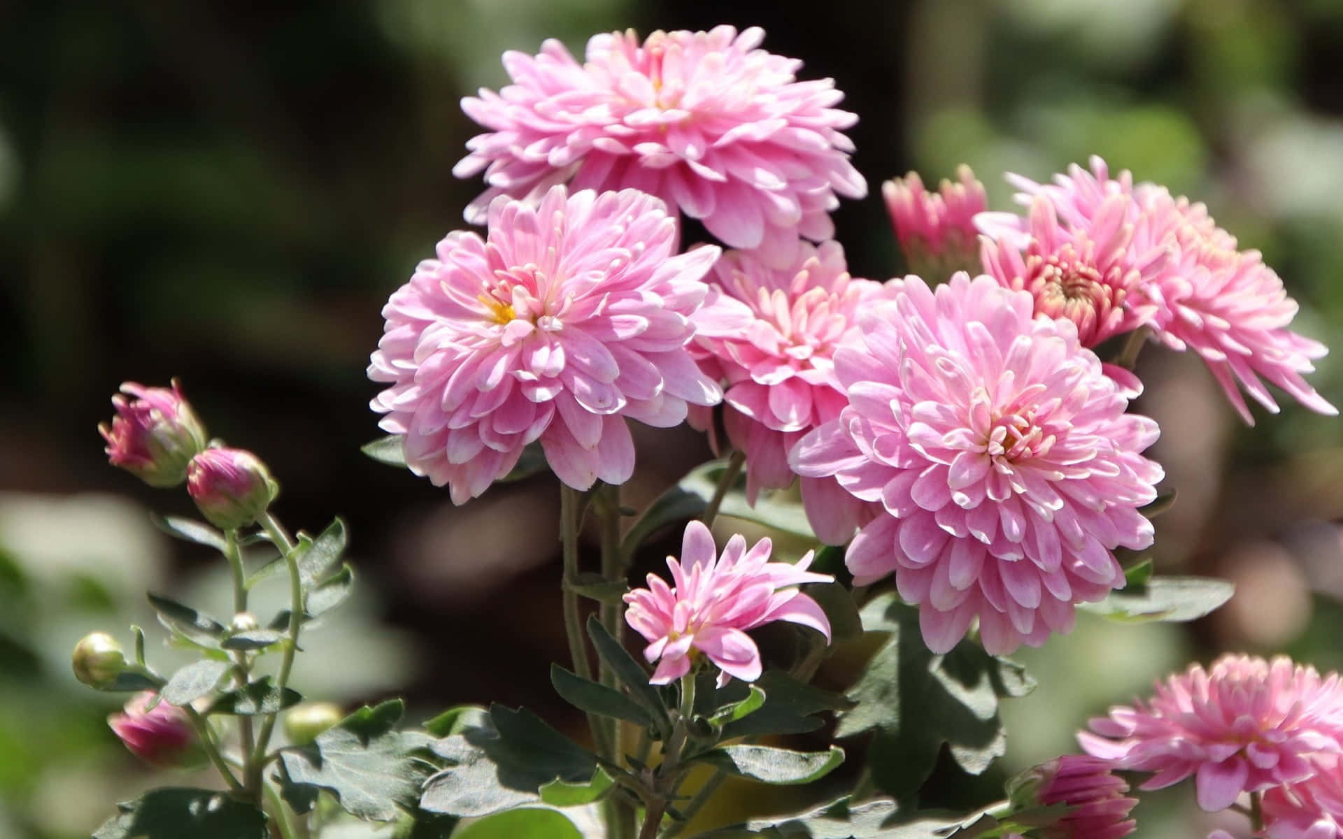 Caption: Blooming Pink Chrysanthemums in Full Glory Wallpaper
