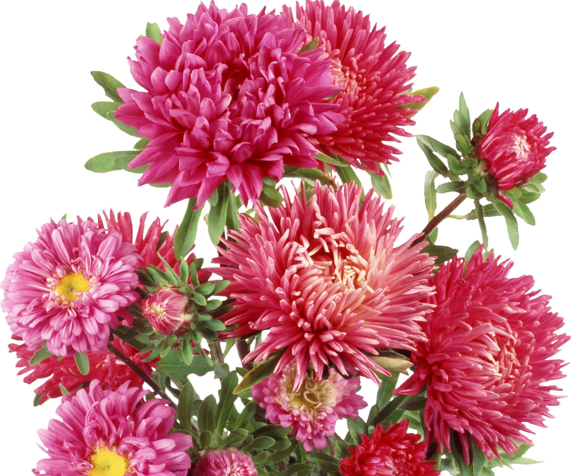 Hermososcrisantemos Rosas En Plena Floración. Fondo de pantalla