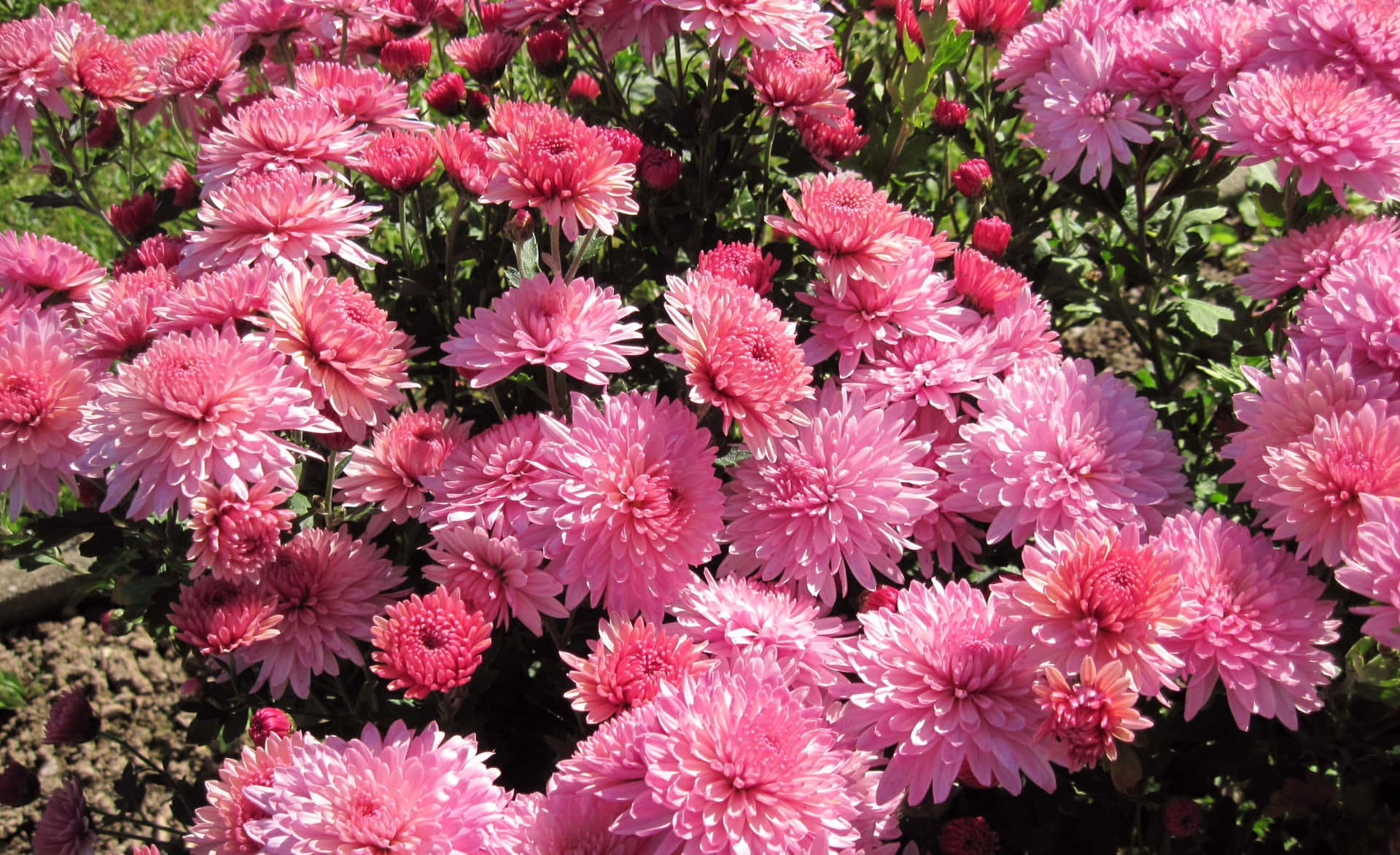 Beautiful Pink Chrysanthemums Blooming in the Garden Wallpaper
