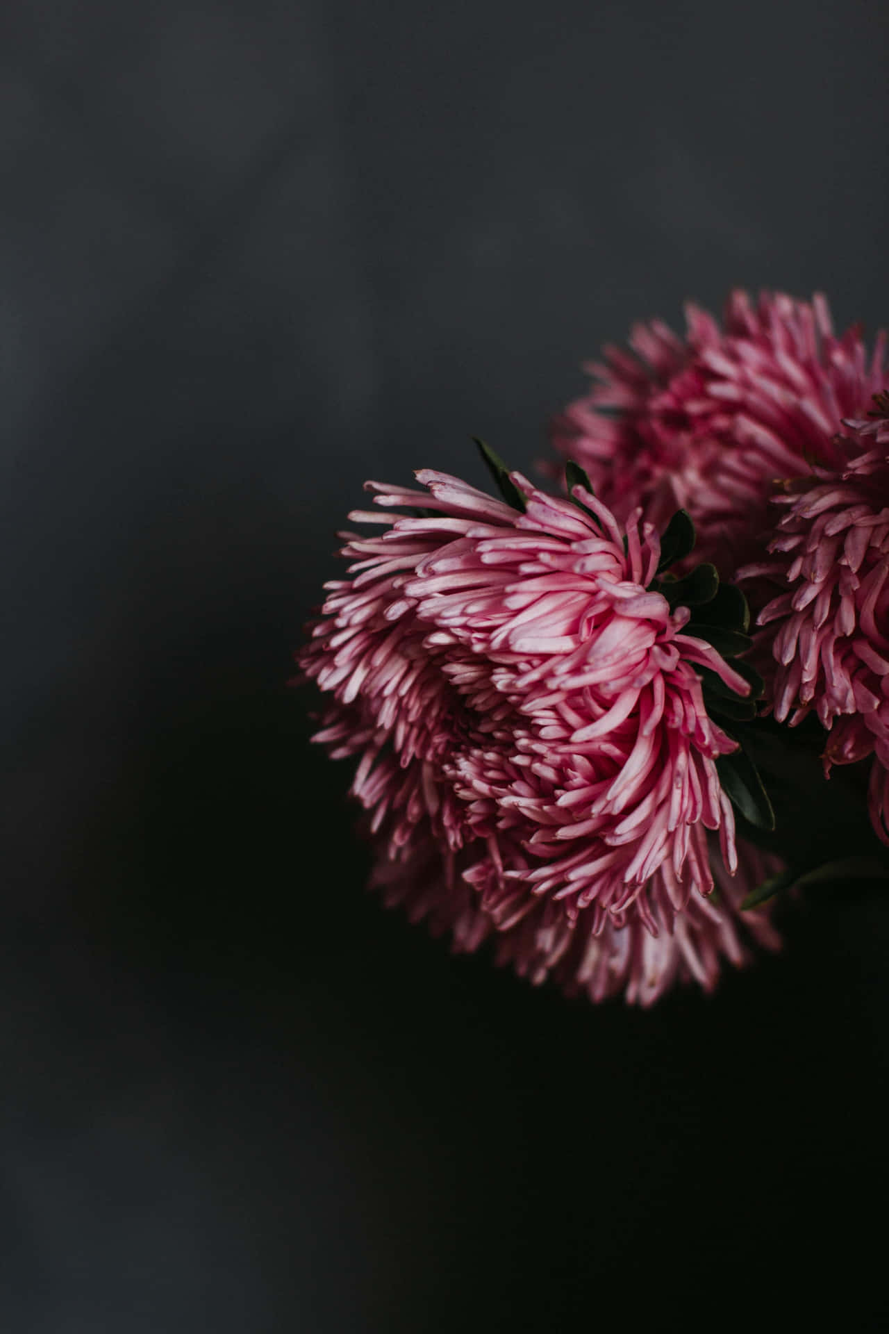 Hermososcrisantemos Rosados En Plena Floración Fondo de pantalla