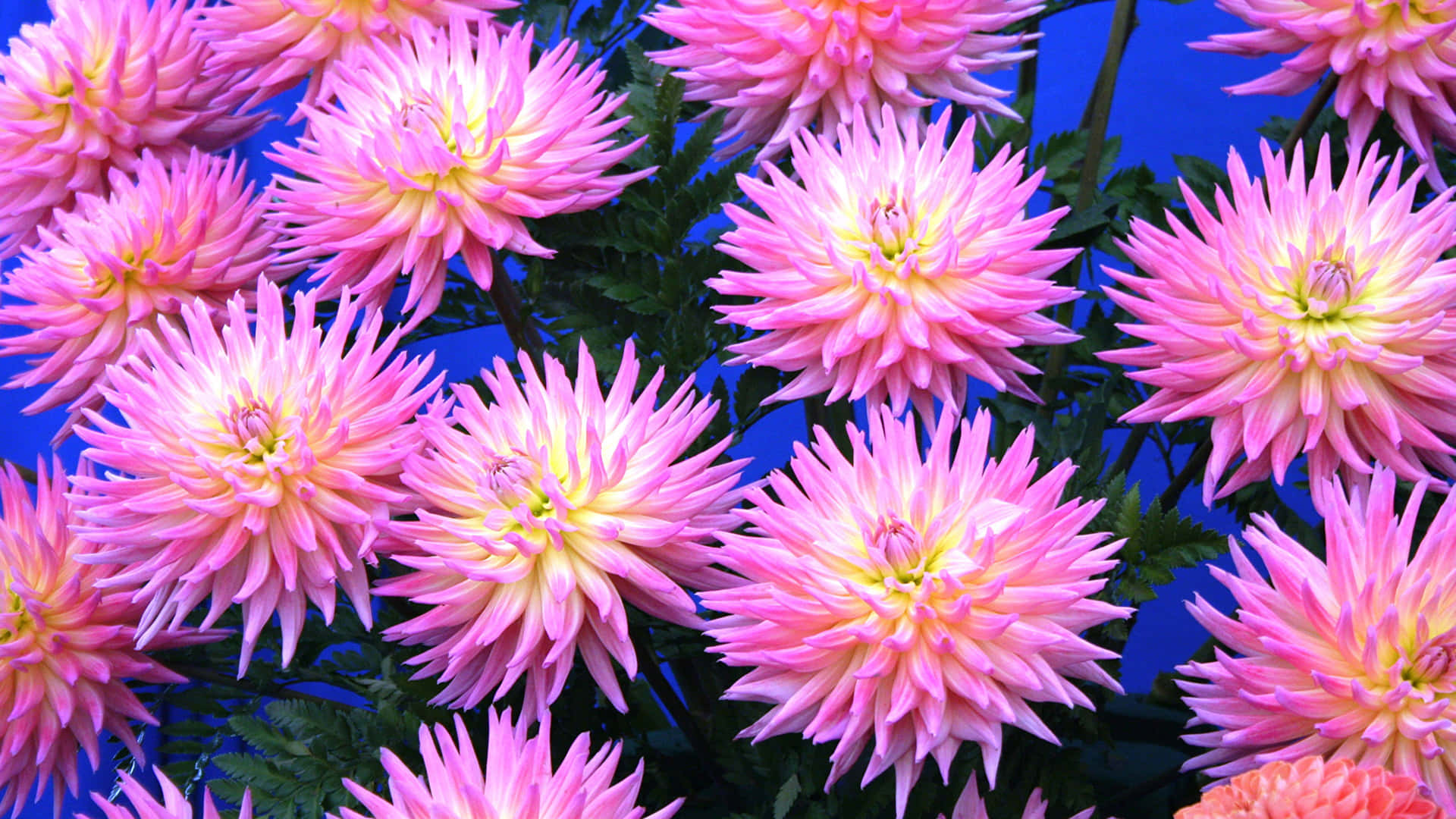 Fondode Pantalla: Crisantemos Vibrantes De Color Rosa En Floración. Fondo de pantalla