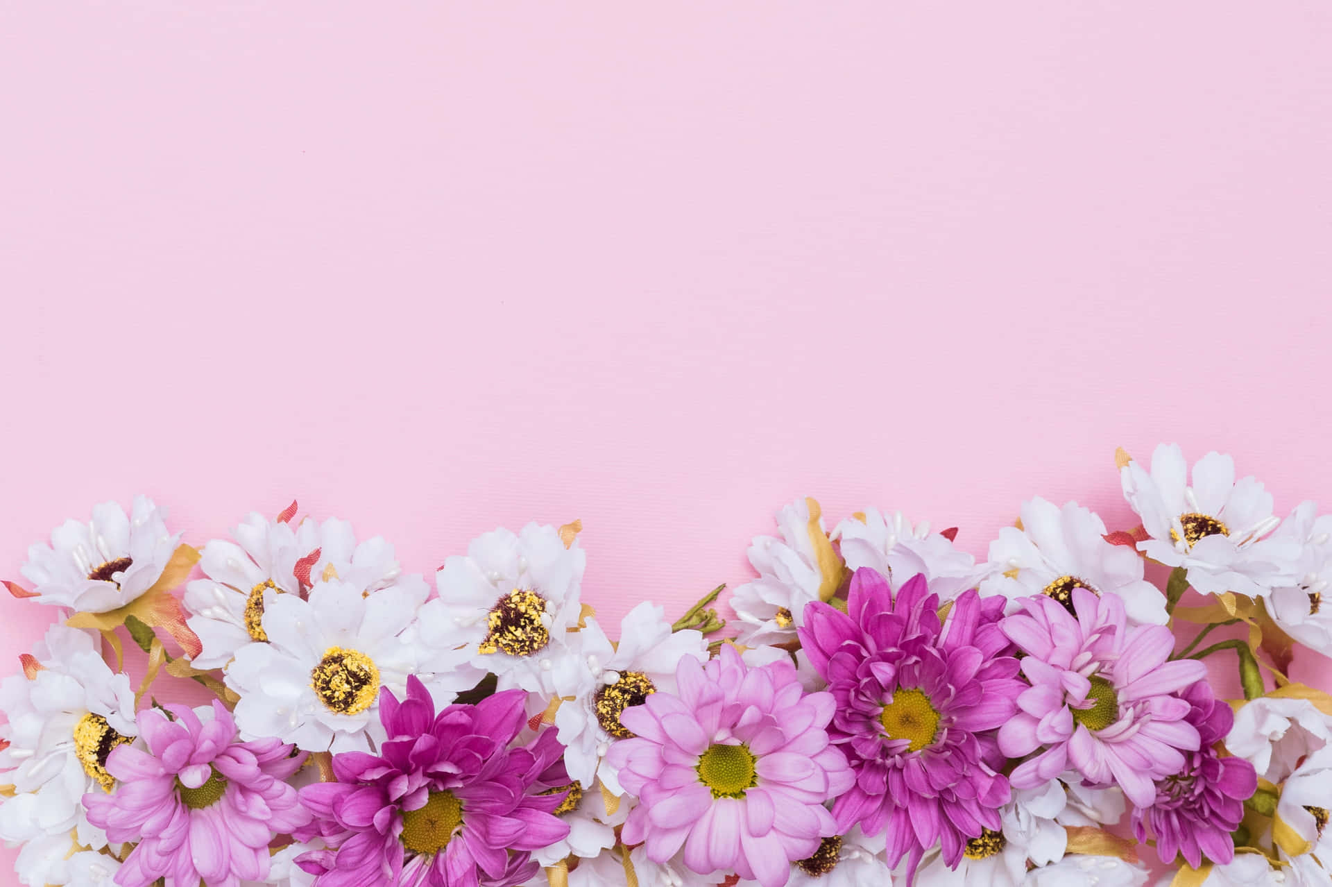 Beautiful Pink Chrysanthemums in Full Bloom Wallpaper