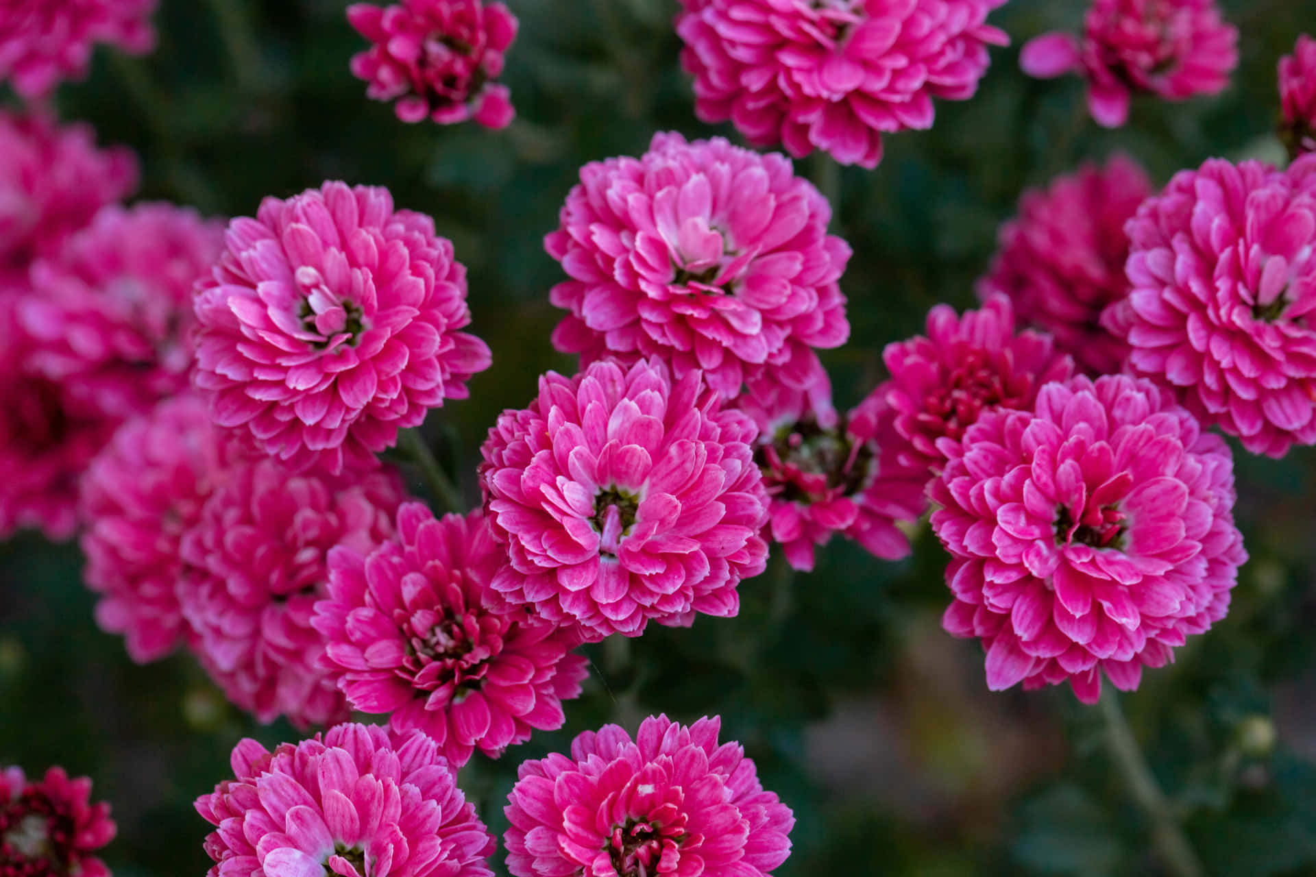 Hermososcrisantemos Rosados En Plena Floración Fondo de pantalla