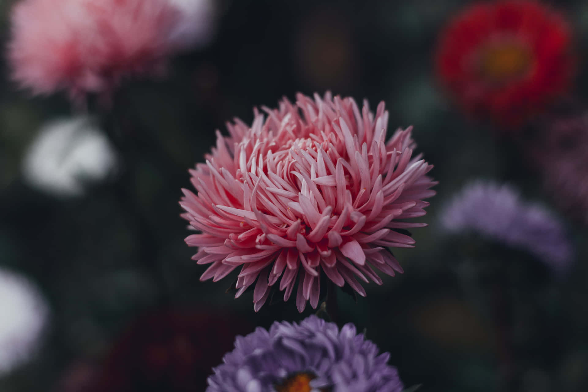 Beautiful Pink Chrysanthemums Blooming in the Garden Wallpaper
