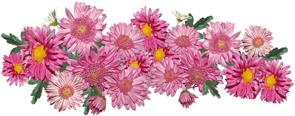 Pink Chrysanthemums Floral Display PNG