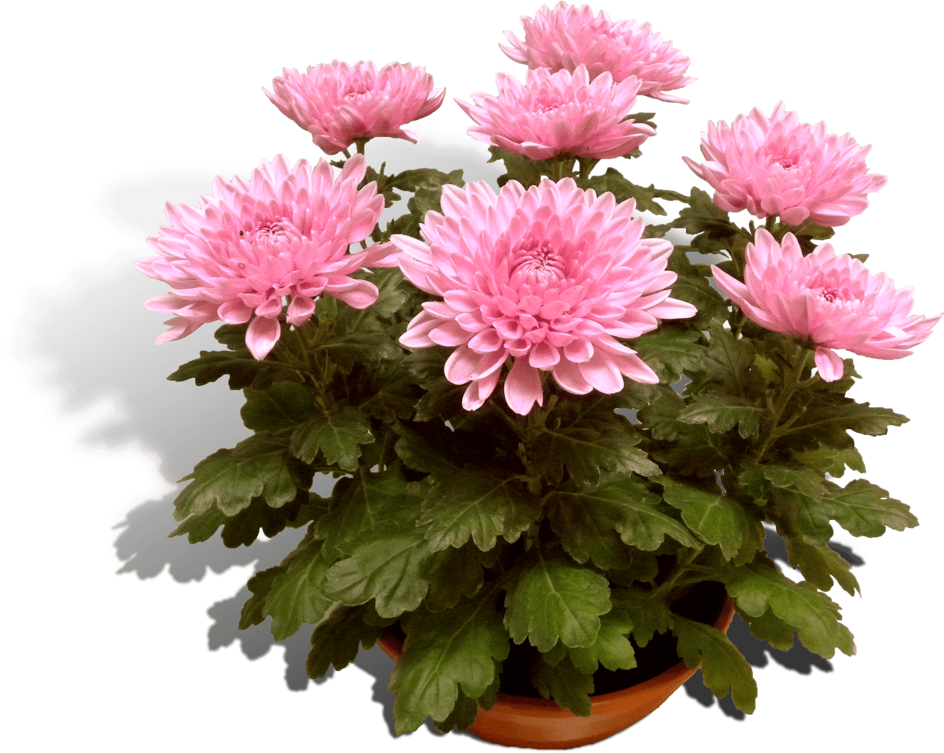 Pink Chrysanthemumsin Pot PNG