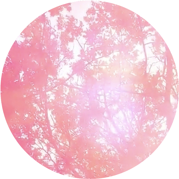 Pink Circle Trees Overlay PNG