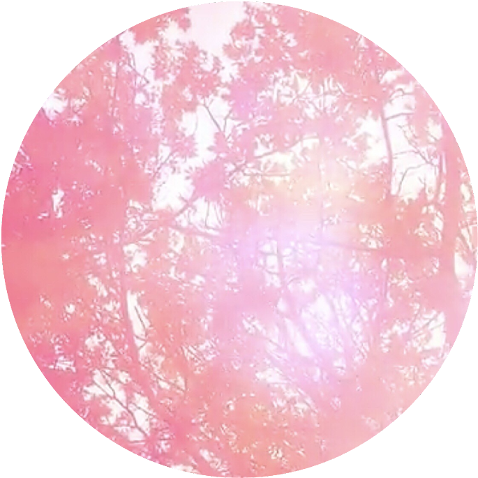 Download Pink Circle Trees Overlay | Wallpapers.com